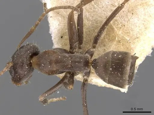 Iridomyrmex suchieri - CASENT0909560