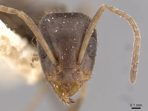 Iridomyrmex suchieri - CASENT0909560