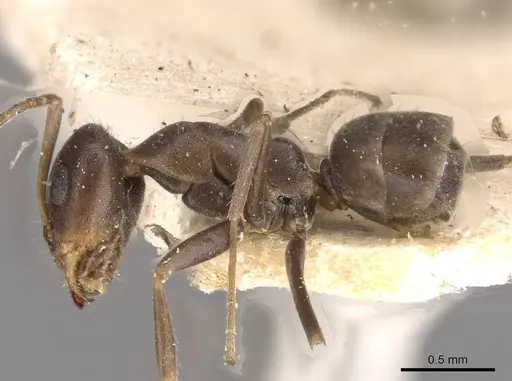 Iridomyrmex suchieri - CASENT0909560