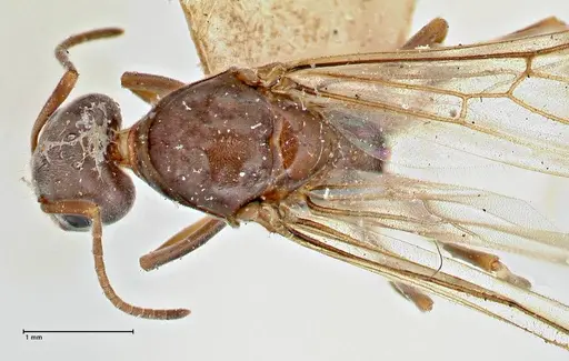 Iridomyrmex suchieri - FOCOL2828