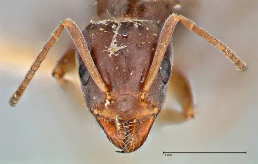 Iridomyrmex suchieri - FOCOL2828