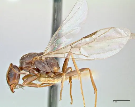 Iridomyrmex suchieri - FOCOL2828