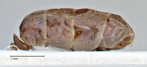 Iridomyrmex suchieri - FOCOL2828