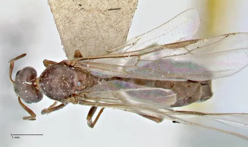 Iridomyrmex suchieri - FOCOL2829