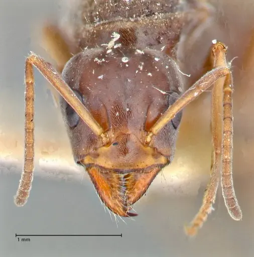 Iridomyrmex suchieri - FOCOL2829
