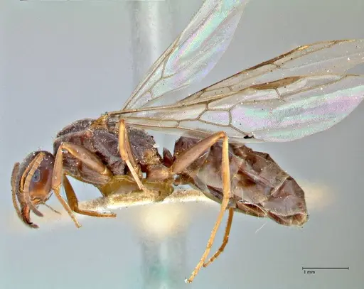 Iridomyrmex suchieri - FOCOL2829