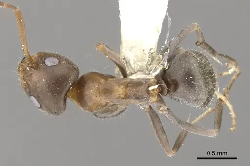Iridomyrmex suchieroides specimen