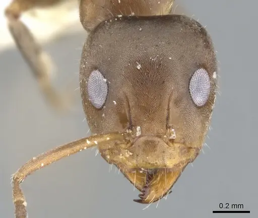 Iridomyrmex suchieroides specimen