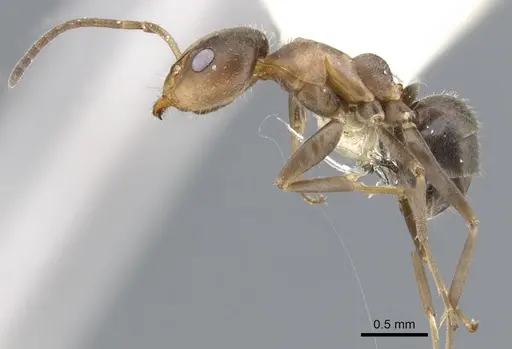 Iridomyrmex suchieroides specimen