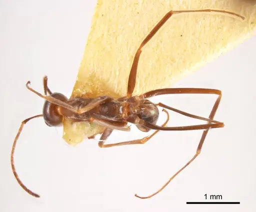 Iridomyrmex tenuiceps specimen