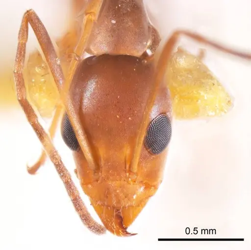 Iridomyrmex tenuiceps specimen