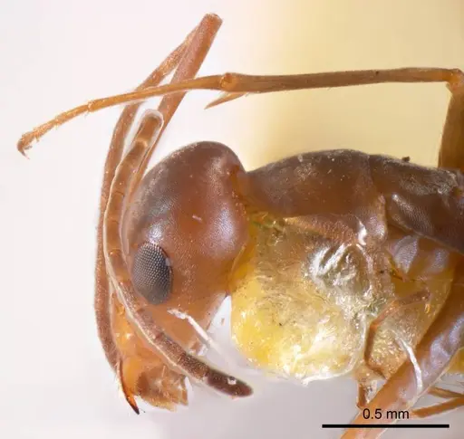 Iridomyrmex tenuiceps specimen