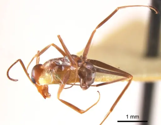 Iridomyrmex tenuiceps - ANTWEB1008654