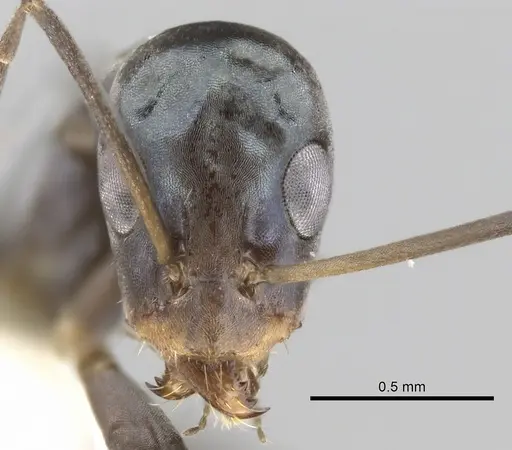 Iridomyrmex tenuiceps - CASENT0249706