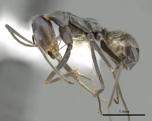 Iridomyrmex tenuiceps - CASENT0249706
