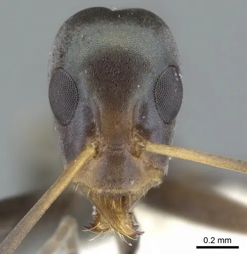 Iridomyrmex tenuiceps - CASENT0903099