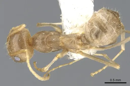 Iridomyrmex trigonoceps specimen