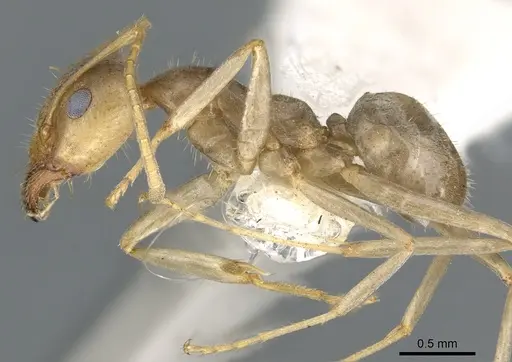 Iridomyrmex trigonoceps specimen