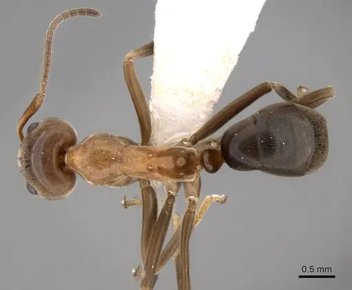 Iridomyrmex turbineus specimen