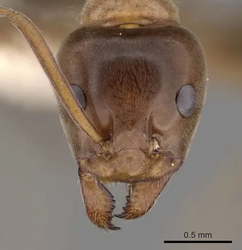 Iridomyrmex turbineus specimen