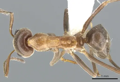Iridomyrmex turbineus - CASENT0903086