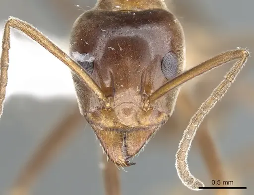 Iridomyrmex turbineus - CASENT0903086
