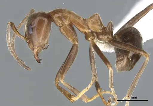 Iridomyrmex turbineus - CASENT0903086