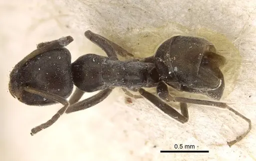 Iridomyrmex victorianus specimen