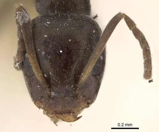 Iridomyrmex victorianus specimen