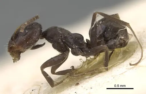 Iridomyrmex victorianus specimen
