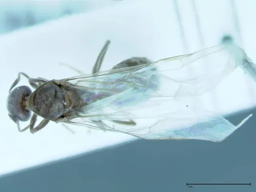 Iridomyrmex victorianus - FOCOL0016