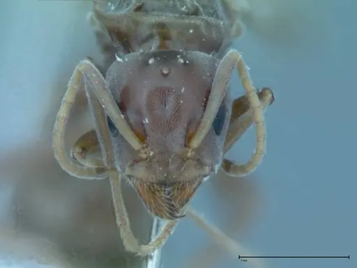 Iridomyrmex victorianus - FOCOL0016