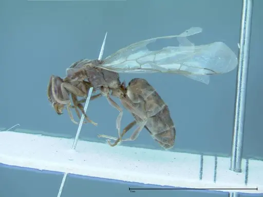 Iridomyrmex victorianus - FOCOL0016