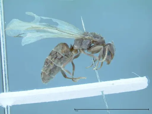 Iridomyrmex victorianus - FOCOL0016