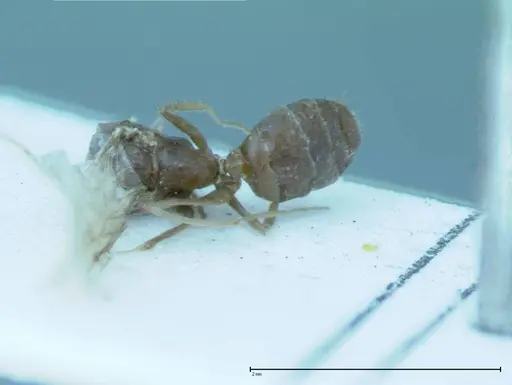 Iridomyrmex victorianus - FOCOL0017