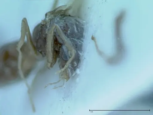 Iridomyrmex victorianus - FOCOL0017