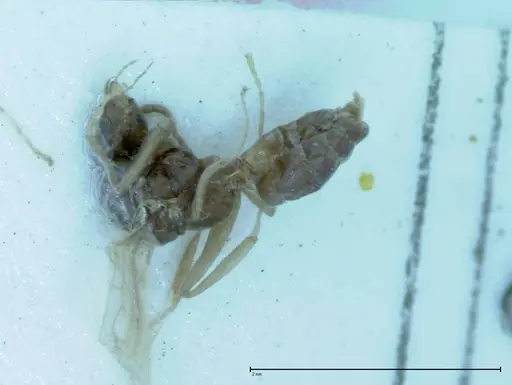 Iridomyrmex victorianus - FOCOL0017