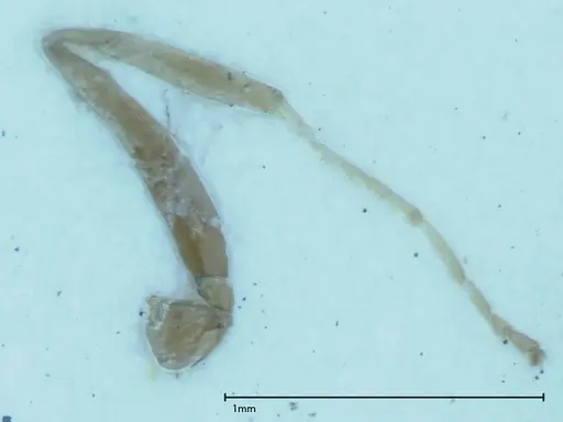 Iridomyrmex victorianus - FOCOL0017