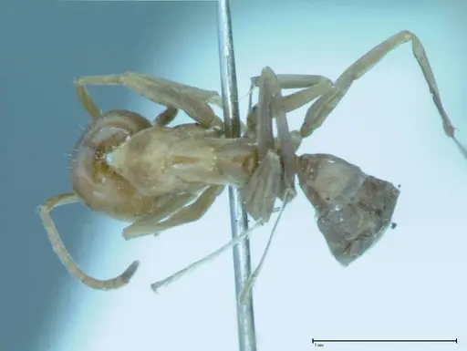Iridomyrmex victorianus - FOCOL0018