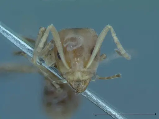 Iridomyrmex victorianus - FOCOL0018