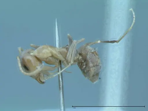 Iridomyrmex victorianus - FOCOL0018