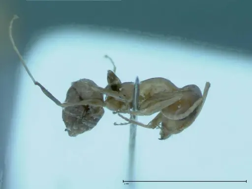 Iridomyrmex victorianus - FOCOL0018