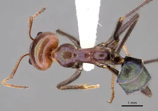 Iridomyrmex viridiaeneus specimen