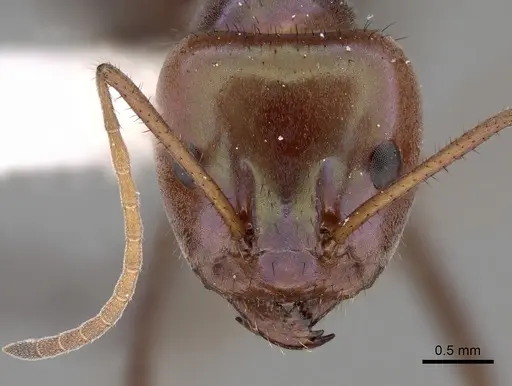 Iridomyrmex viridiaeneus specimen