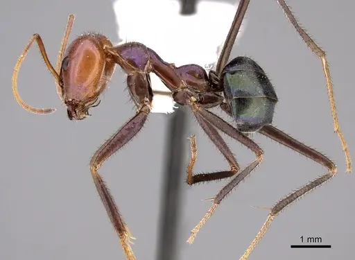 Iridomyrmex viridiaeneus specimen