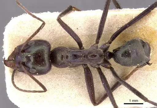 Iridomyrmex viridiaeneus - CASENT0905043