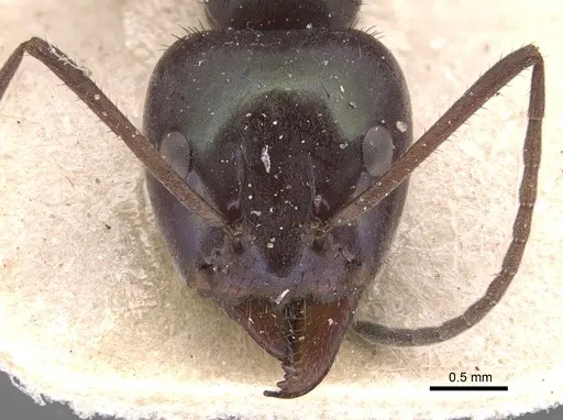 Iridomyrmex viridiaeneus - CASENT0905043