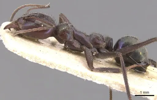 Iridomyrmex viridiaeneus - CASENT0905043