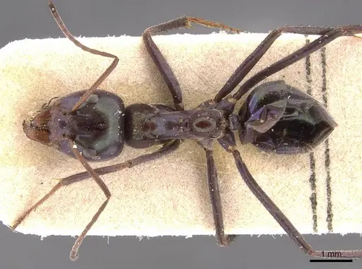 Iridomyrmex viridiaeneus - CASENT0905836