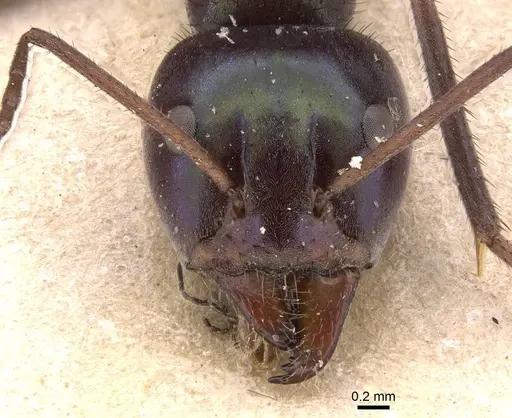 Iridomyrmex viridiaeneus - CASENT0905836